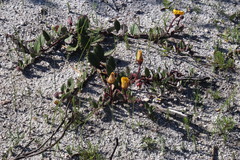 Arctotis angustifolia