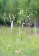 Sanguisorba parviflora