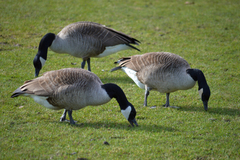 Branta canadensis