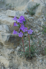 Campanula speciosa