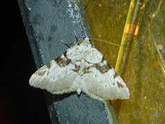 Macaria bitactata