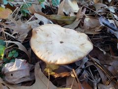Basidiomycota