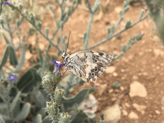 Melanargia titea