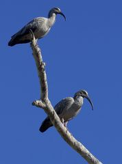 Theristicus caerulescens