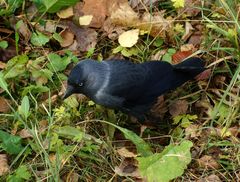 Corvus monedula