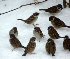 Passer montanus