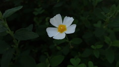 Cistus salviifolius