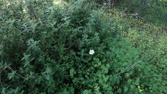 Cistus salviifolius