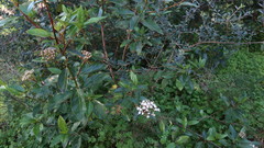 Viburnum tinus