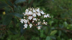 Viburnum tinus