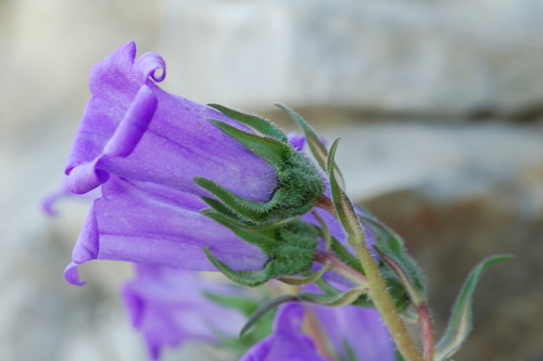 Image of Campanula speciosa by (c) Denis Bastianelli, some rights reserved (CC BY)