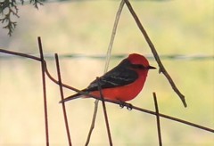 Pyrocephalus rubinus mexicanus