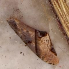 Amplypterus panopus