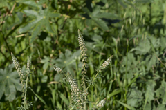 Reseda alba