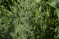 Reseda alba