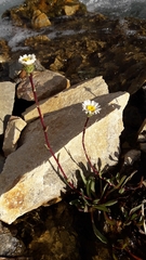 Symphyotrichum glabrifolium