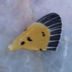 Peridrome orbicularis