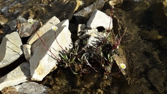 Symphyotrichum glabrifolium
