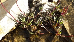 Symphyotrichum glabrifolium