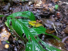 Colpolopha praemorsa