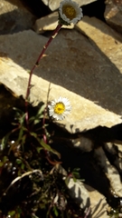 Symphyotrichum glabrifolium