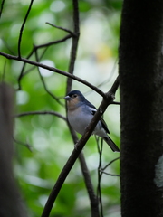 Fringilla coelebs palmae