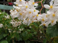 Begonia obliqua