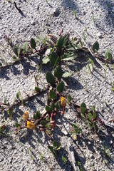 Arctotis angustifolia