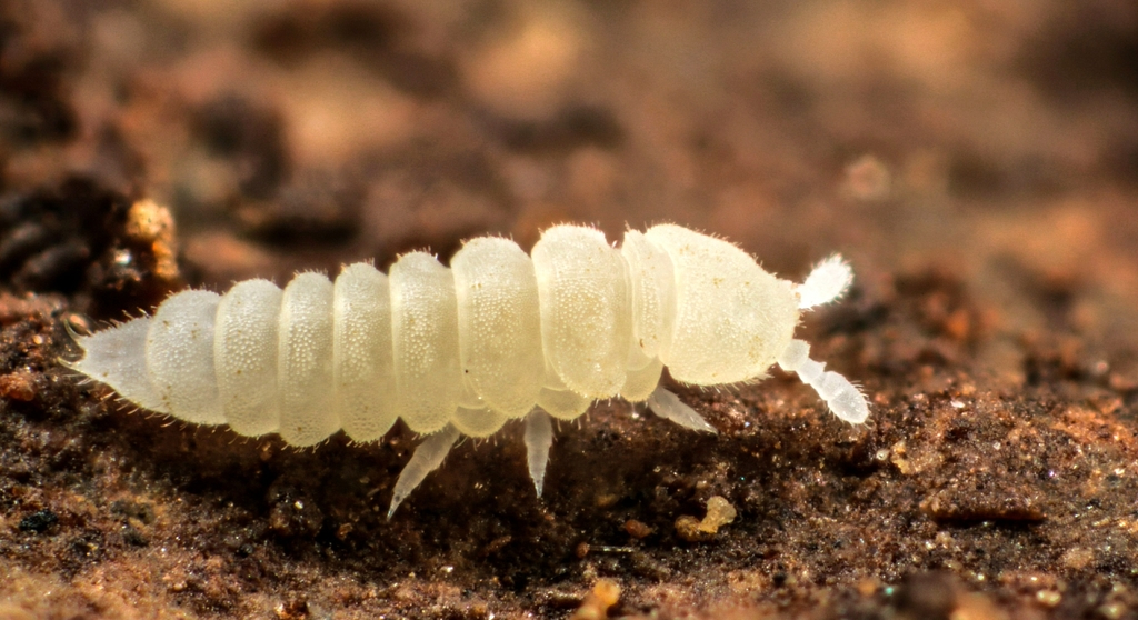 Kalaphorura burmeisteri