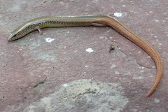 Lygosominae