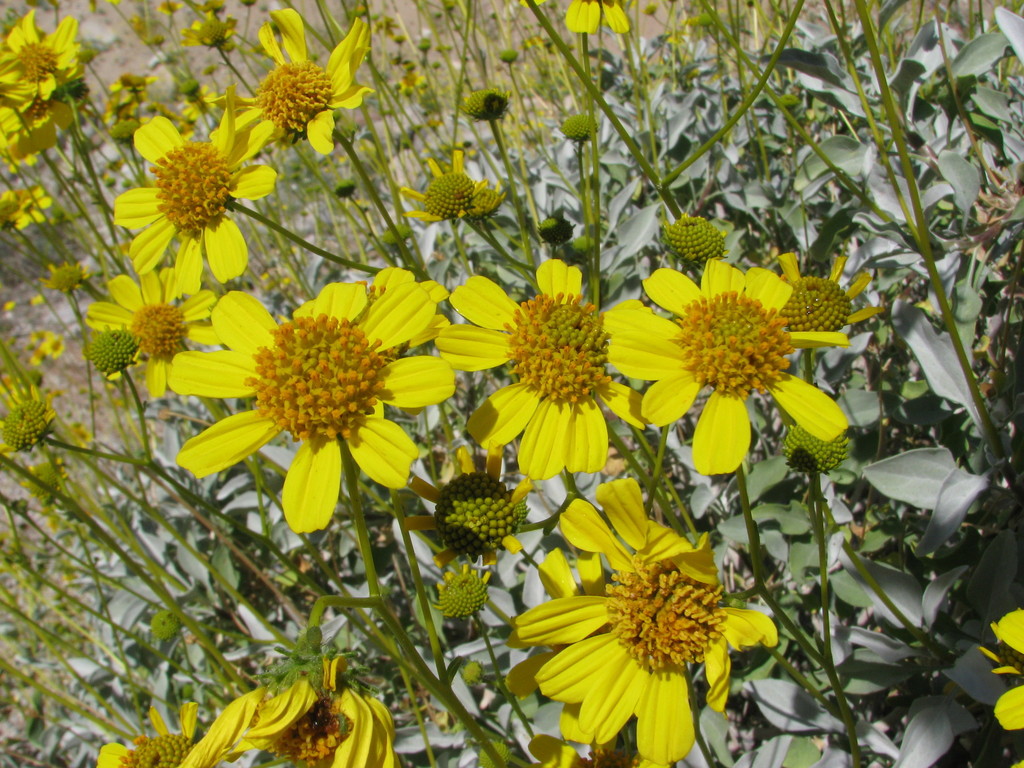 Virgin River Brittlebush (Santa Clara River Natural History ) · iNaturalist