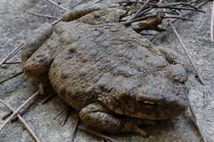 Duttaphrynus stomaticus