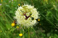 Allium victorialis