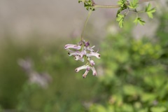 Fumaria judaica judaica