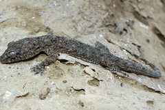 Hemidactylus kushmorensis