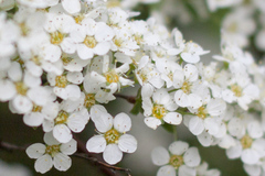 Spiraea cinerea