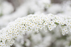 Spiraea cinerea