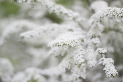 Spiraea cinerea