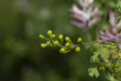 Fumaria judaica judaica