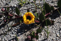 Arctotis angustifolia