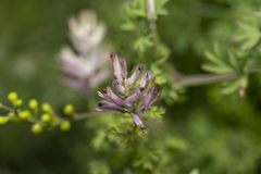 Fumaria judaica judaica