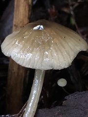 Mycena quiniaultensis