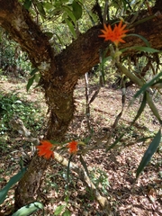 Scaphyglottis bidentata