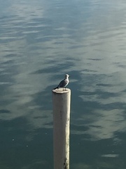 Leucophaeus atricilla