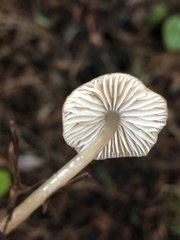 Mycena quiniaultensis