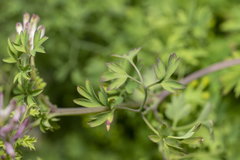 Fumaria judaica judaica