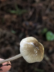 Mycena quiniaultensis