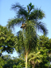 Syagrus pseudococos - Photo (c) Scott Zona, some rights reserved (CC BY-NC)