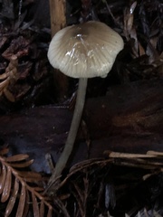 Mycena quiniaultensis
