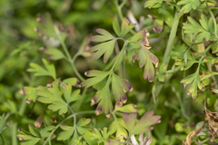 Fumaria judaica judaica